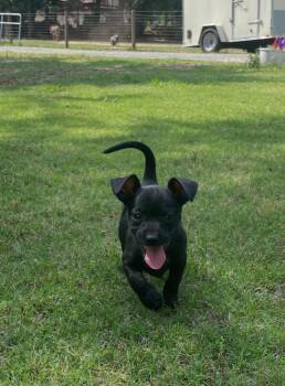 Luna (Mya Artemis Litter) -  Chihuahua and Dachshund Dog for Adoption in Gillsville, Georgia - Luna (Mya Artemis Litter) | PetCurious