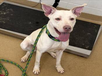 STELLA -  Labrador Retriever and Mixed Breed Dog for Adoption in Derwood, Maryland - STELLA | PetCurious