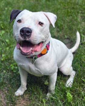 Malibu Ken -  Pit Bull Terrier and American Staffordshire Terrier Dog for Adoption in Westminster, Massachusetts - Malibu Ken | PetCurious