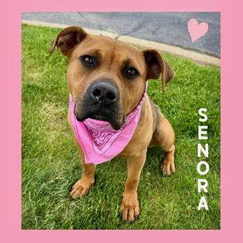 Pit Bull Terrier Dogs Available for Adoption in Mokena, Illinois - Senora  | PetCurious
