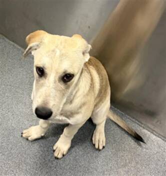 HONEY -  Mixed Breed Dog for Adoption in Dallas, Texas - HONEY | PetCurious