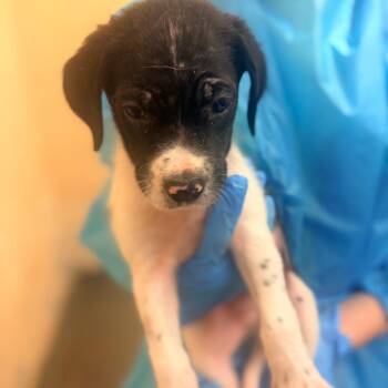 Moose -  Mixed Breed Dog for Adoption in Corinth, Mississippi - Moose | PetCurious