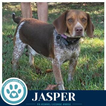 Jasper (Beagle Buddies) 102426 -  Beagle Dog for Adoption in Kimberton, Pennsylvania - Jasper (Beagle Buddies) 102426 | PetCurious