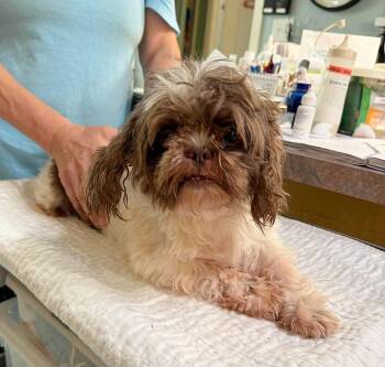 Shih Tzu Dogs Available for Adoption in Benton, Louisiana - Willard (NOT YET AVAILABLE) | PetCurious
