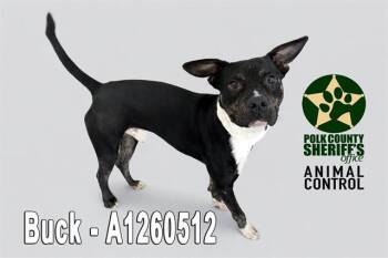 American Bulldog and Mixed Breed Dogs Available for Adoption - BUCK | PetCurious
