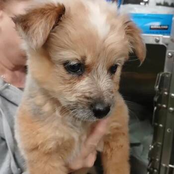 Cattle Dog and Mixed Breed Dogs Available for Adoption in Spokane, Washington - Bandit 223231 | PetCurious