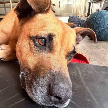 Black Mouth Cur Dogs Available for Adoption in New York, New York - Bodhi | PetCurious
