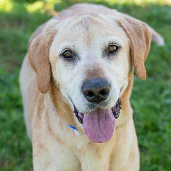 Yellow Labrador Retriever Dogs Available for Adoption in Elverta, California - Mojo | PetCurious