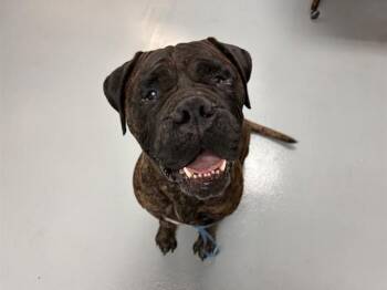 IRMA -  Bullmastiff Dog for Adoption in St. Cloud, Florida - IRMA | PetCurious