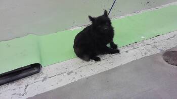 A2082582 -  Pomeranian and Mixed Breed Dog for Adoption in Houston, Texas - A2082582 | PetCurious