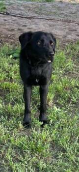 Dip -  Black Labrador Retriever Dog for Adoption in York, Nebraska - Dip | PetCurious