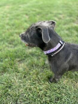 Kona -  Schnauzer and Basset Hound Dog for Adoption in Colorado Springs, Colorado - Kona | PetCurious
