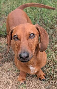 Winston in LA -  Dachshund Dog for Adoption in Shelbyville, Tennessee - Winston In LA | PetCurious