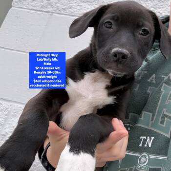 Labrador Retriever and American Bully Dogs Available for Adoption - Midnight Drop | PetCurious