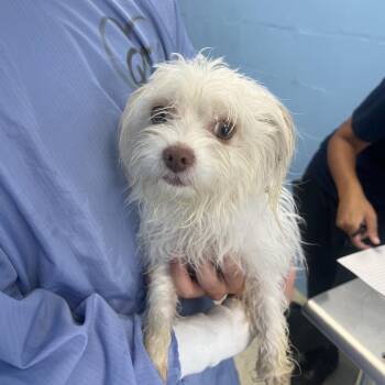 Chester 7577 -  Terrier Dog for Adoption in Loxahatchee Groves, Florida - Chester 7577 | PetCurious