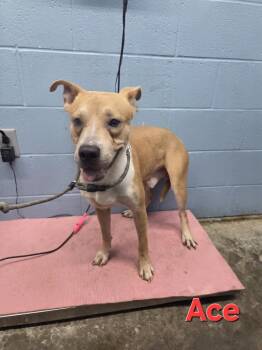 Rescue Pit Bull Terrier and Husky Dogs for Adoption in Evansville, Indiana - Ace Ventura | PetCurious