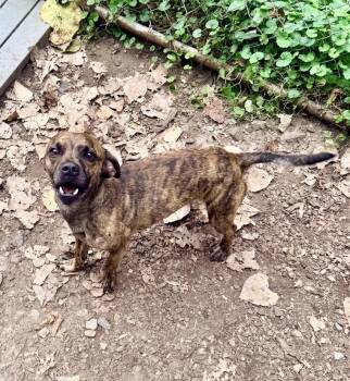 Ahlee -  Dachshund and Terrier Dog for Adoption in Petersburg, Virginia - Ahlee | PetCurious
