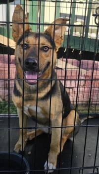 German Shepherd Dog Dogs Available for Adoption in Cleveland, Tennessee - Cornbread | PetCurious