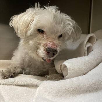 Maltese Dogs Available for Adoption in Pasadena, California - Tofu | PetCurious