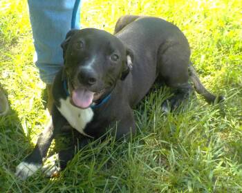 260964  Kayla -  Pit Bull Terrier Dog for Adoption in Wetumpka, Alabama - 260964  Kayla | PetCurious