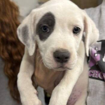 Pizza Roll -  Mixed Breed Dog for Adoption in Buffalo, Minnesota - Pizza Roll | PetCurious