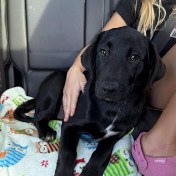 Shelly -  Black Labrador Retriever Dog for Adoption in Charlotte, North Carolina - Shelly | PetCurious