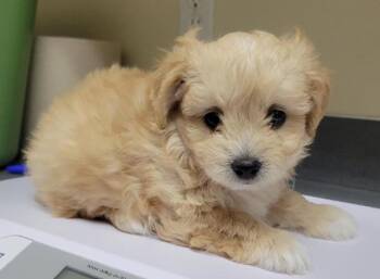Lemon Meringue Pie -  Shih Tzu Dog for Adoption in Kennewick, Washington - Lemon Meringue Pie | PetCurious