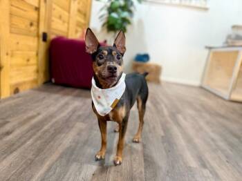 Bingo Bug Puddle Paws -  Miniature Pinscher and Chihuahua Dog for Adoption in Friendswood, Texas - Bingo Bug Puddle Paws | PetCurious