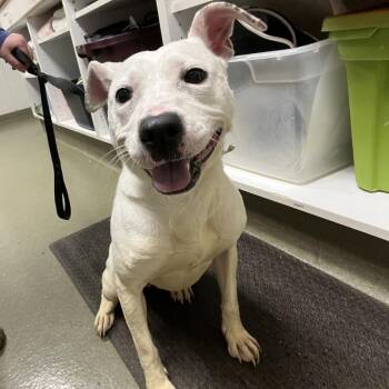 Pit Bull Terrier Dogs Available for Adoption in Harrisonburg, Virginia - 70869 | PetCurious