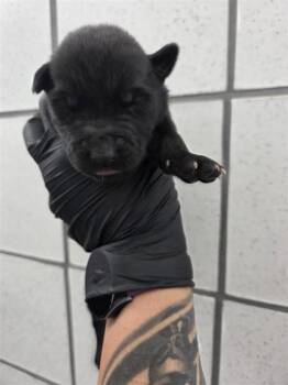Siberian Husky and Mixed Breed Dogs Available for Adoption in El Paso, Texas - 60667662 | PetCurious