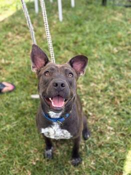 Ripley -  Australian Cattle Dog Blue Heeler and Pit Bull Terrier Dog for Adoption in Santa Clarita, California - Ripley | PetCurious
