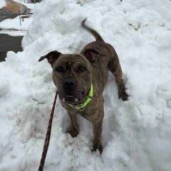 Pit Bull Terrier Dogs Available for Adoption - Georgia | PetCurious