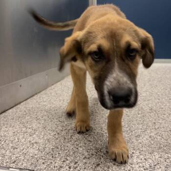 Andy -  Shepherd and Mixed Breed Dog for Adoption in Clavet, Saskatchewan - Andy | PetCurious