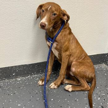 Camino -  Mixed Breed Dog for Adoption in Columbiana, Alabama - Camino | PetCurious