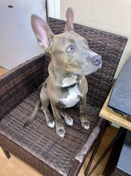 Rescue German Shepherd Dog and Pit Bull Terrier Dogs for Adoption in Petersburg, Virginia - Key (in Foster) | PetCurious