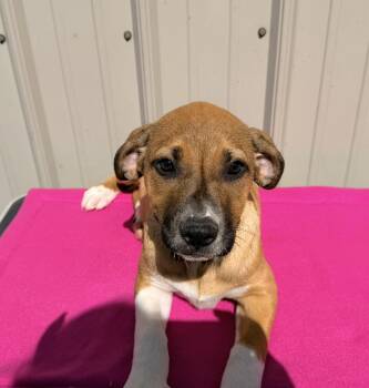 Mixed Breed Dogs Available for Adoption in Logan, Ohio - Delilah | PetCurious