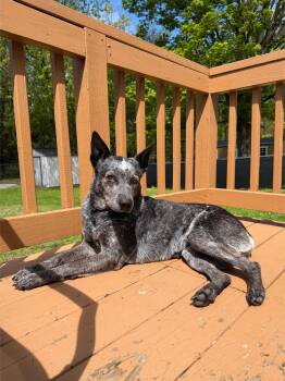 Australian Cattle Dog Blue Heeler Dogs Available for Adoption in Stewart Manor, New York - Lyla | PetCurious