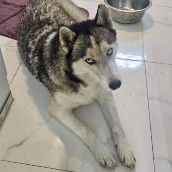 Alaska -  Husky Dog for Adoption in New Smyrna Beach, Florida - Alaska | PetCurious