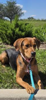 Juliet -  Coonhound Dog for Adoption in Elgin, Illinois - Juliet | PetCurious