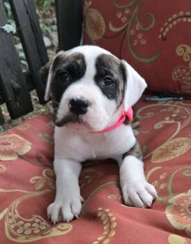 Elisa -  Labrador Retriever and Catahoula Leopard Dog Dog for Adoption in Union Grove, Wisconsin - Elisa | PetCurious