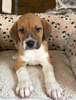 Plott Hound and Australian Shepherd Dogs Available for Adoption - Hudson 26 | PetCurious