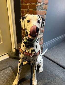 Rescue Dalmatian Dogs for Adoption in San Diego, California - Slider-Boston, MA | PetCurious