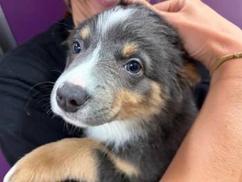 Australian Shepherd Dogs Available for Adoption in Ames, Iowa - OREGANO | PetCurious