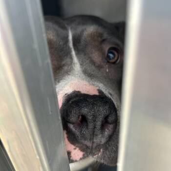 Pit Bull Terrier Dogs Available for Adoption - Melody | PetCurious