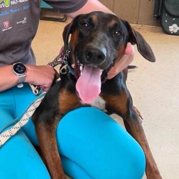 Mixed Breed and Doberman Pinscher Dogs Available for Adoption in Volcano, Hawaii - Roman | PetCurious