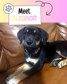 Eleanor -  Shepherd Dog for Adoption in Sulphur, Kentucky - Eleanor | PetCurious