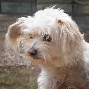 Rescue Maltese Dogs for Adoption in Wimberley, Texas - Georgie (bonded W Rosie) | PetCurious