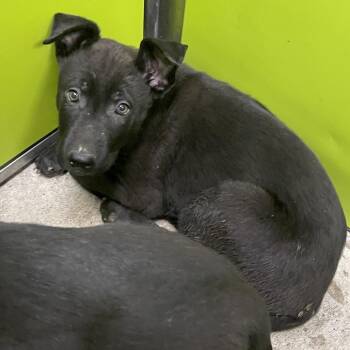 Australian Cattle Dog Blue Heeler and Mixed Breed Dogs Available for Adoption - Ham | PetCurious