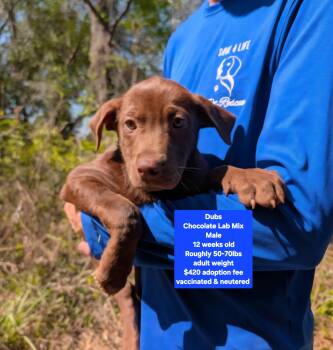 Chocolate Labrador Retriever Dogs Available for Adoption - Dubs | PetCurious