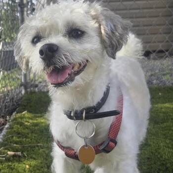 Bandit -  Shih Tzu Dog for Adoption in Cranford, New Jersey - Bandit | PetCurious